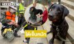 อัปเดตอาการฮีโร่ 4 ขา “น้องเนล” สุนัขทหาร K9 หลังลือบาดเจ็บหนัก