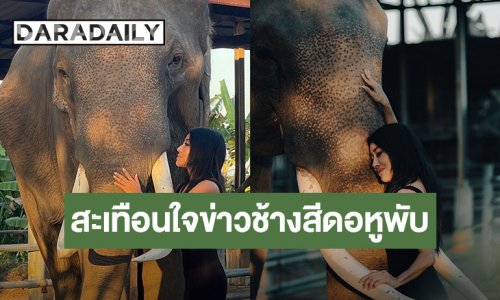 อีกวาระแห่งชาติ! ช้างสีดอหูพับ “นักร้องดัง“ สะเทือนใจ เร่งหาทางออกไม่ให้เกิดเหตุซ้ำๆ