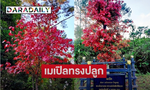 สุดประทับใจ “อุทยานแห่งชาติภูกระดึง”  เผยภาพต้นเมเปิลทรงปลูก เปลี่ยนใบเป็นสีแดงสดทั้งต้น สร้างสีสันต้อนรับคริสต์มาส