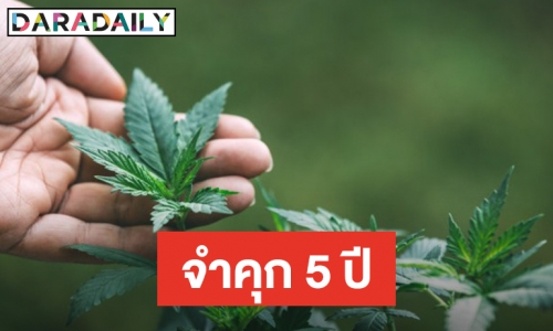 อย.แจงครอบครองเยลลี่กัญชาจำคุก 5 ปี