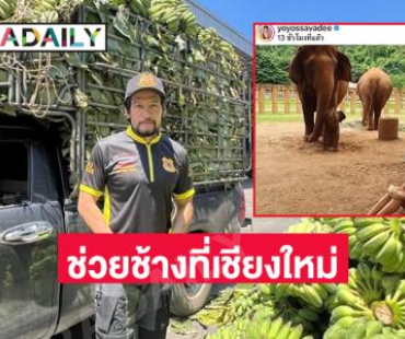 พระเอกนักบู๊รุดช่วยช้างที่เชียงใหม่-นางแบบสาวโพสต์อาลัยน้องช้างจากไปที่แม่แตง